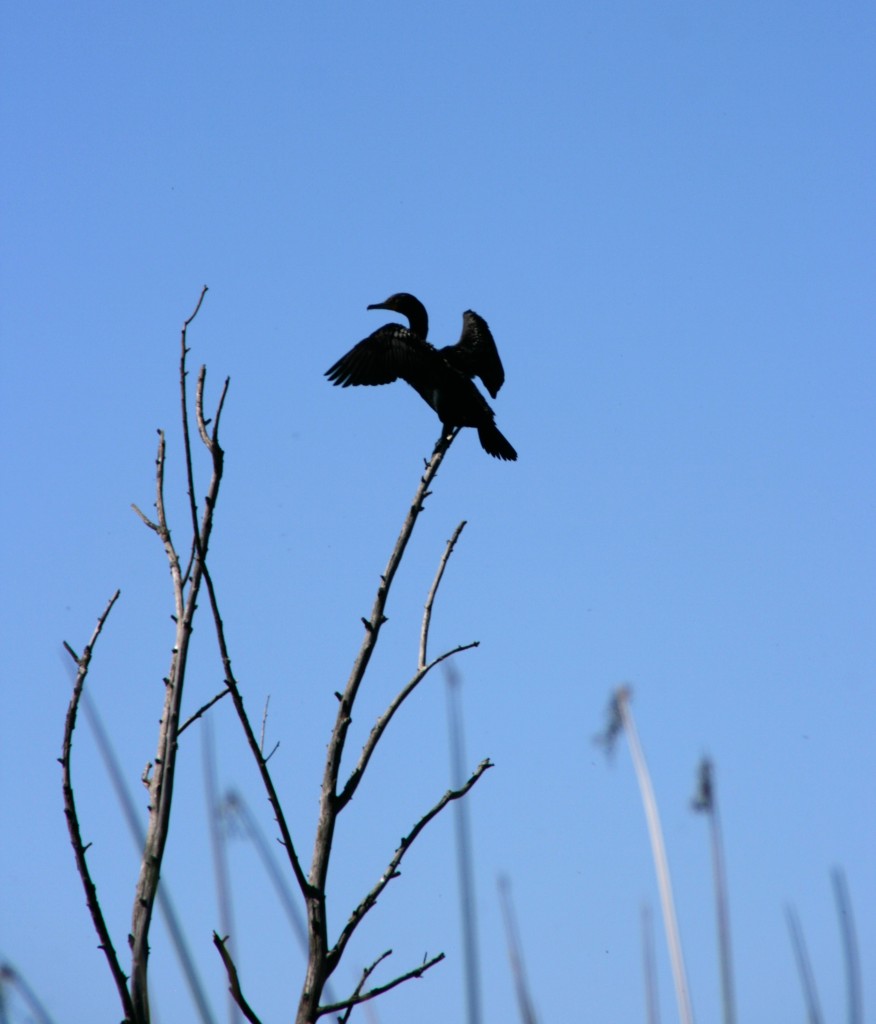 The Suisun Marsh is a haven for over 200 species of birds.